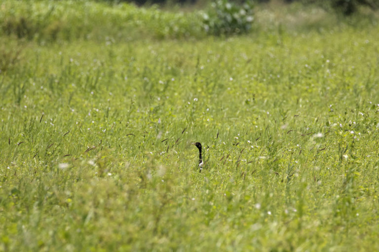 A lesser florican peeks through the grass before shooting into an aerial display. The bird needs sufficient grass cover for survival. Photo by Kartik Chandramouli. 