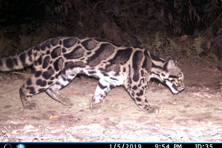 A camera-trap image of a clouded leopard in Manas National Park. Clouded leopards are a largely arboreal, shy animals considered the "smallest big cat" in the world. Photo by Urijit Bhatt.