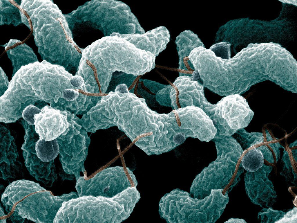 Campylobacter jejuni food-borne pathogens