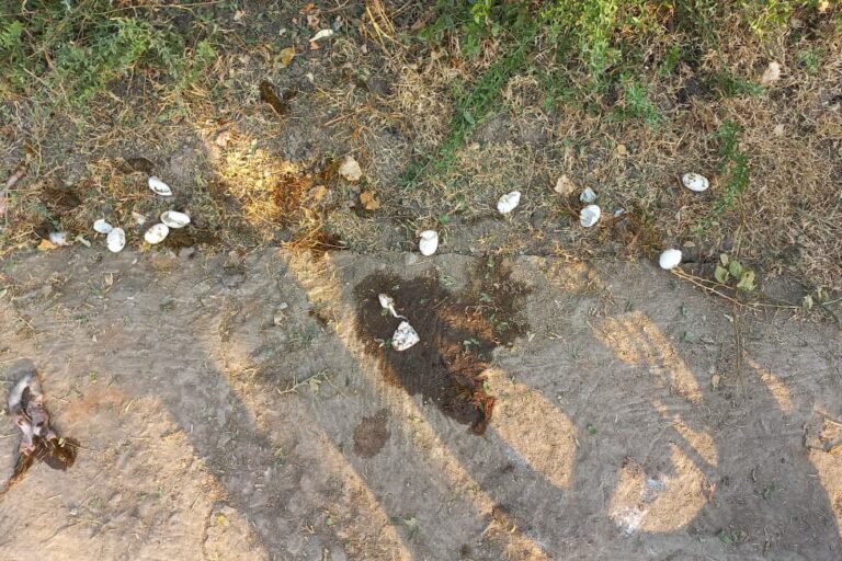 Broken eggs and eggshells scattered around the carcasses of gravid H. thurjii females. Image by Gourav Sonawane.